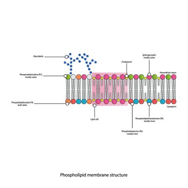 Sitoplazmatik zarın şematik yapısını gösteren diyagramlar arasında fosfolipidler (PE, PC, PS, sfengomyelin) glikolipidler, kolesterol, lipid sallar da var. Renkli bilimsel vektör illüstrasyonu.