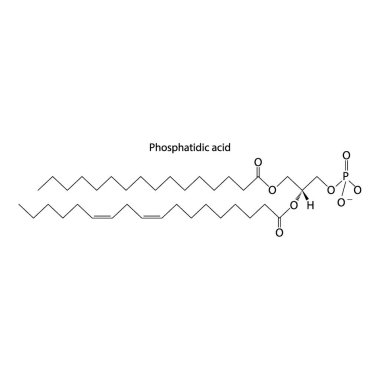 Fosfatidik asit bilimsel vektör çiziminin şematik moleküler yapısını gösteren diyagram.