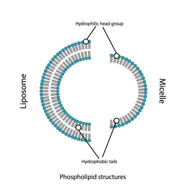 Fosfolipid yapıları gösteren diyagram - liposom, micelle, monolayer ve bilayer - kutupsal olmayan kuyruklar ve kutup başları. Mavi bilimsel vektör illüstrasyonu.