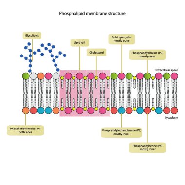 Sitoplazmatik zarın şematik yapısını gösteren diyagramlar arasında fosfolipidler (PE, PC, PS, sfengomyelin) glikolipidler, kolesterol, lipid sallar da var. Renkli bilimsel vektör illüstrasyonu.