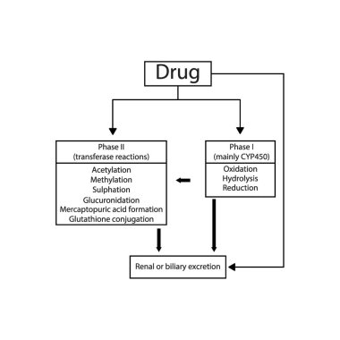 Şematik diyagram, CYP45 yoluyla I., II ilaç metabolizması ve alıntısını ve aktarım reaksiyonlarını gösteriyor. Farmakolojik süreç illüstrasyonu.