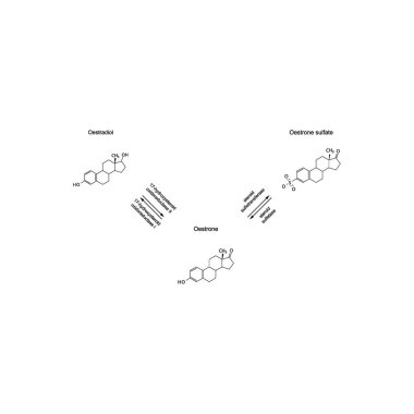 Steroid hormonlarının enzimsel dönüşümünü gösteren diyagram Oestrone ve Oestrone sülfata Oestradiol. biyokimyasal metabolik endojen reaksiyon.