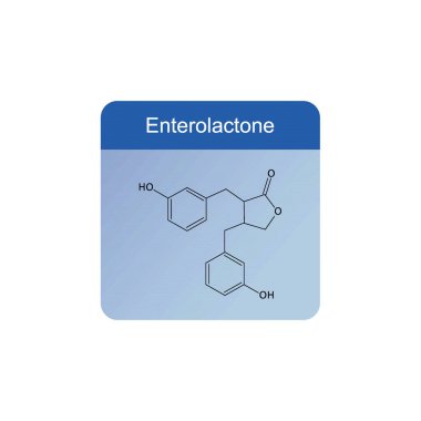 Steroid hormonlarının enzimsel dönüşümünü gösteren diyagram Oestrone ve Oestrone sülfata Oestradiol. biyokimyasal metabolik endojen reaksiyon.