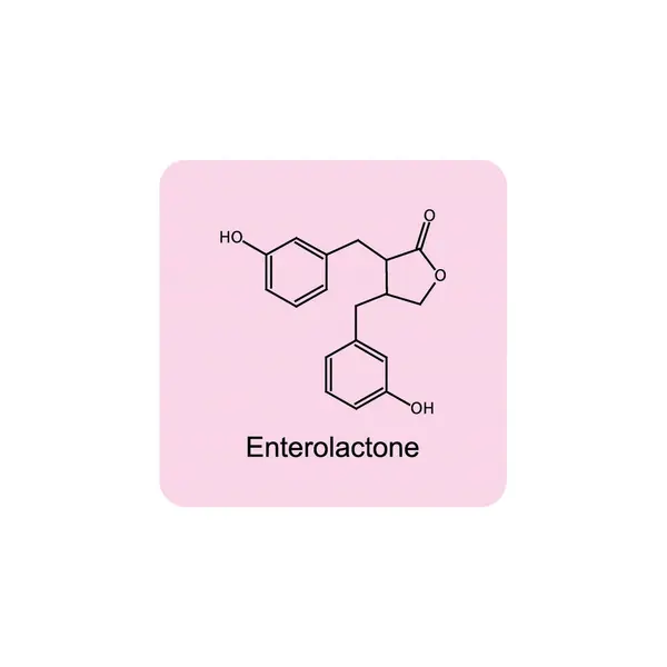 stock vector Diagram showing enzymatic transformation of steroid hormones - Oestradiol to Oestrone and Oestrone sulpfate. biochemical metabolic endogenous reaction.
