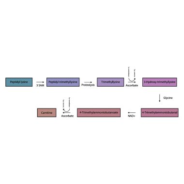 Karitin biosentezini gösteren diyagram. Peptidyl lizinden, enzimsel aktivite ve hidroliz yoluyla. Şematik biyokimyasal süreç çizimi.