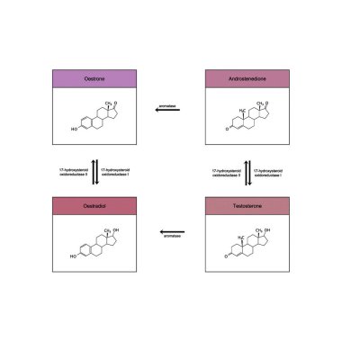 Diagram showing enzymatic transformation of steroid hormones - Osterone, Androstenedion, Testosterone, Oestradiol - via aromatase and 17-hydroxysteroid oxireductase biochemical metabolic endogenous reaction. clipart