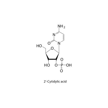 2-Cytidylic asit iskelet yapısı. Nükleotid bileşik şematik illüstrasyon. Basit diyagram, kimyasal formül..