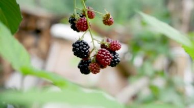 Güzel, olgun bir böğürtlen, kamera yavaş çekimde, bahçede siyah böğürtlen. Sulu Blackberry.