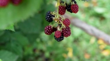  Rüzgar olgun böğürtlenleri yavaş çekim kamerası olan bir dalda sallıyor, bahçede de böğürtlen. Bokeh arka planında sulu böğürtlen
