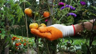 Bahçedeki bir dalda taze domates hasadı. Bahçedeki tarımcı adam elleriyle domatese dokunuyor. Çiftlikte domates yetiştiriyorum.
