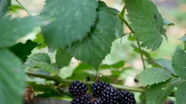 Orman doğal böğürtlen, yavaş çekimde bir ağaç dalında. Bahçedeki bir dalda siyah ve kırmızı meyve suyu.