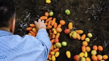 Top view Harvesting tomatoes. The farmer collects natural tomatoes in the garden. man growing tomatoes