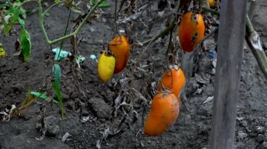 Çiftlikte domates olgunlaştırmak için yakın plan. Domates sebze yetiştirmek için tarım. Bahçedeki bir dalda domates.