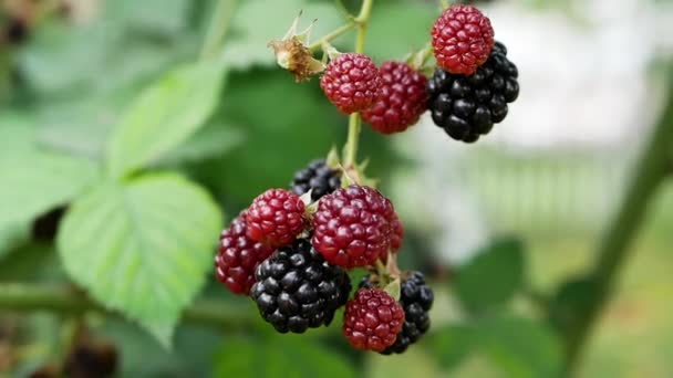 Ripe Blackberry Branch Slow Motion Camera Black Berry Garden Juicy — Stock Video