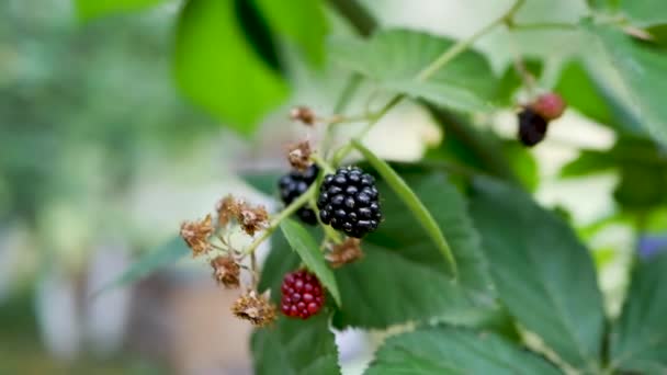 自然的黑莓在树枝上在花园里树枝上的黑莓 — 图库视频影像