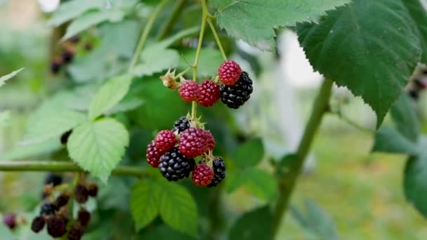 Natural Blackberry Tree Branch Slow Motion Black Red Juicy Berry — Stock Video