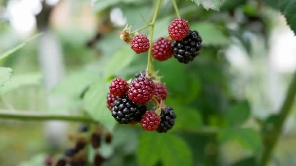 Close Ripe Blackberry Branch Camera Slow Motion Black Berry Garden — Stock Video