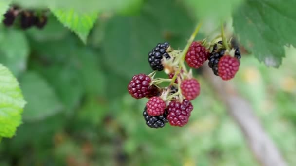 Ripe Blackberry Branch Slow Motion Camera Black Berry Garden Juicy — Stock Video