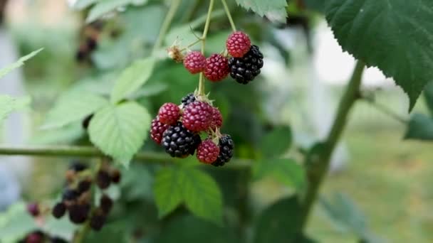 松软的焦点森林自然黑莓在树枝上慢动作 花园里树枝上的黑莓和红莓 — 图库视频影像