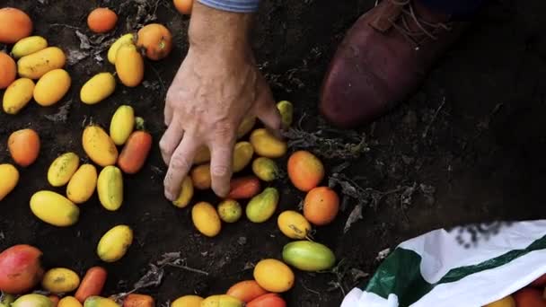 토마토를 있습니다 농부는 정원에서 토마토를 모은다 사람은 토마토를 채소를 놓는다 — 비디오
