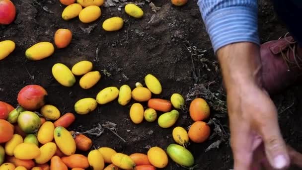 Colheita Tomates Maduros Jardim Fremer Pega Tomates Com Mãos — Vídeo de Stock