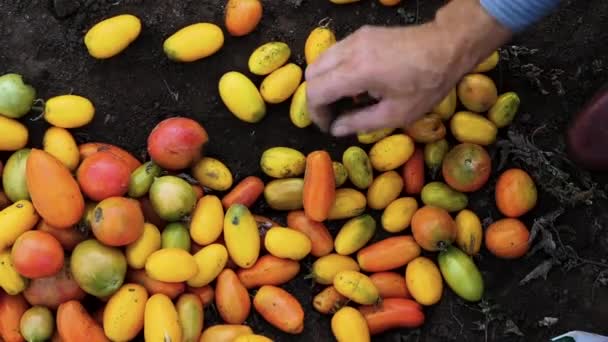 Zbieranie Dojrzałych Pomidorów Ogrodu Fremer Zbiera Pomidory Rękami Warzywa Naturalne — Wideo stockowe