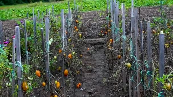 Rijp Tomaten Uit Tuin Natuurlijk Geteelde Groenten Tuin Aanplant Van — Stockvideo