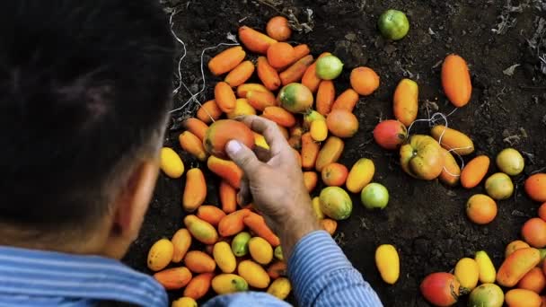 Ovanifrån Skördar Tomater Bonden Hämtar Naturliga Tomater Trädgården Man Odlar — Stockvideo
