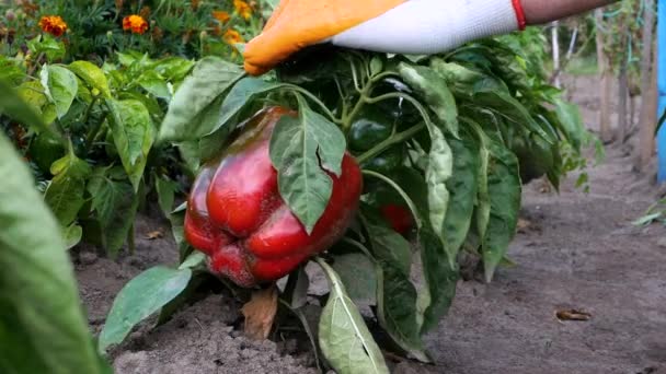 Bors Ültetése Zöldségek Termesztése Kertben Egy Bokor Vörös Paprika Kertben — Stock videók