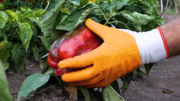 种植甜椒 在花园里种植蔬菜 花园里长满了红辣椒 农夫在花园里收割庄稼 — 图库视频影像