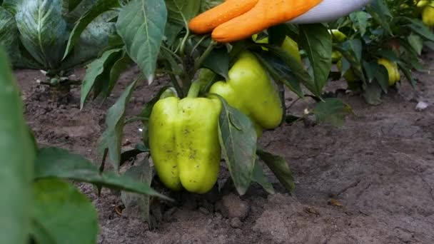 Plantation Bell Pepper Growing Crop Vegetables Garden Bush Green Bell — Stock Video
