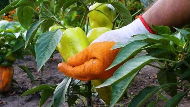 种植园里的一丛丛成熟的铃铛 农夫在花园里摸着胡椒的手 种植了一季蔬菜 花园里的青椒 — 图库视频影像