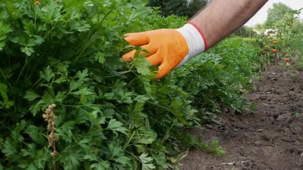 Planted Bush Ripe Greens Plantation Parsley Farmer Touching Parsley Garden — Stock Video