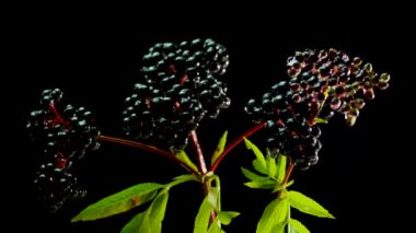 Siyah zemin üzerinde olgun böğürtlen olan bir dal, su damlaları olan bir mürver ağacı.