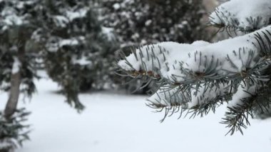 Ormandaki kar taneleriyle bir ladin dalının arka planında güzel bir kış arkaplanı..