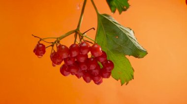 Turuncu arka planda kırmızı dut, su damlalarında viburnum üzümü.
