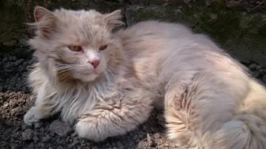 Tatlı kahve renkli bir kedi, yerde yatan bir kediye yakın plan. Sokaktaki evsiz kedi