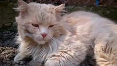 Tatlı kahve renkli bir kedi, yerde yatan bir kediye yakın plan. Evsiz kedi.