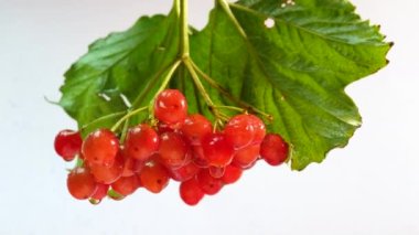 Beyaz arka planda kırmızı böğürtlen, su damlalarında viburnum üzümü