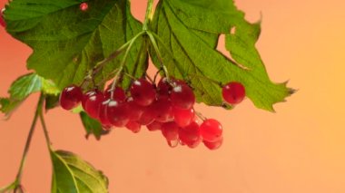 Turuncu arka planda kırmızı böğürtlen, su damlalarında viburnum üzümü