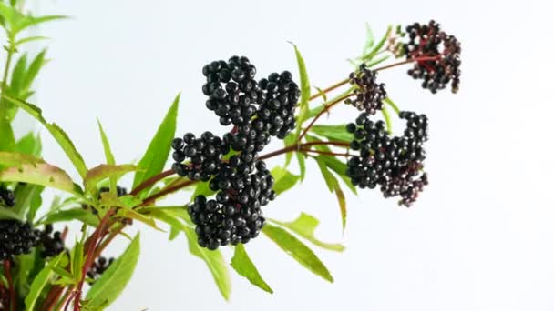 美丽的接骨木枝条 白色背景 枝条上成熟的黑莓 — 图库视频影像