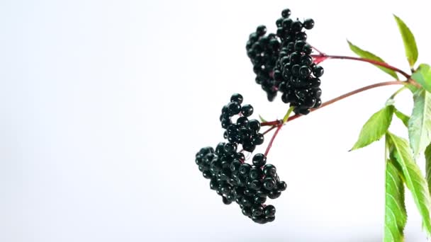 用水洗成熟的黑莓 白色背景的接骨木莓 贝瑞护理 — 图库视频影像