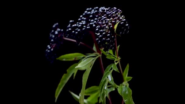ゆっくりとした動き黒い背景に熟した黒い果実のある枝 水のある高齢者の果実が落ちる — ストック動画