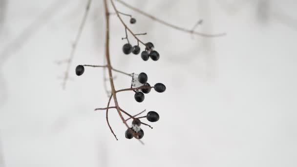 木の枝に冬のベリーブラック — ストック動画