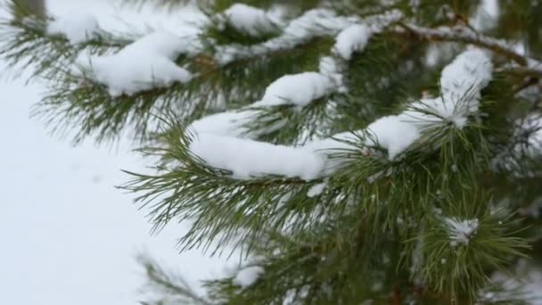 美丽的松树枝条在自然的雪地里 冬天的松树 — 图库视频影像