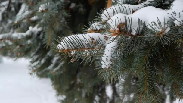 Όμορφο Κλαδί Δέντρου Καλυμμένο Χιόνι Κλάδος Fir Στο Χιόνι — Αρχείο Βίντεο