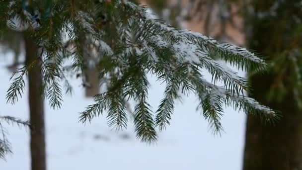 Kar Taneleri Doğal Bir Ladin Dalına Düşer Karda Yavaş Çekimde — Stok video