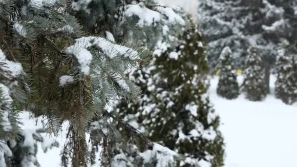 Snöfall Mot Bakgrund Ett Vackert Träd Fir Grenar Snön — Stockvideo
