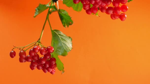 Baga Vermelha Fundo Laranja Minas Espaço Viburnum Berry — Vídeo de Stock