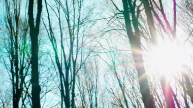  İnanılmaz güzel güneş ormanda parıldıyor, gün batımı kuru ağaçların arka planında, güneş ışınları kuru ormanı aydınlatıyor.